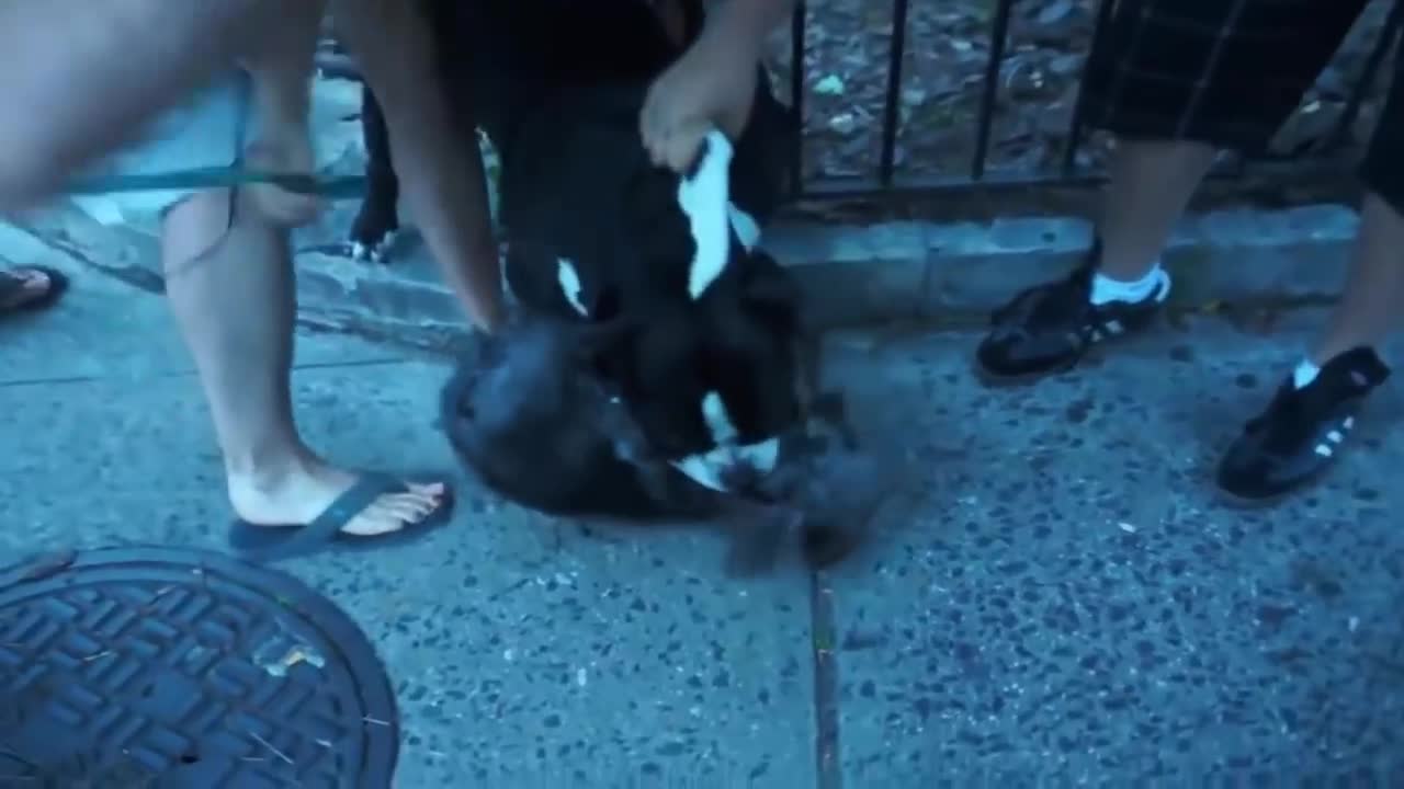 Pitbull attack Dogs - compilation 2021