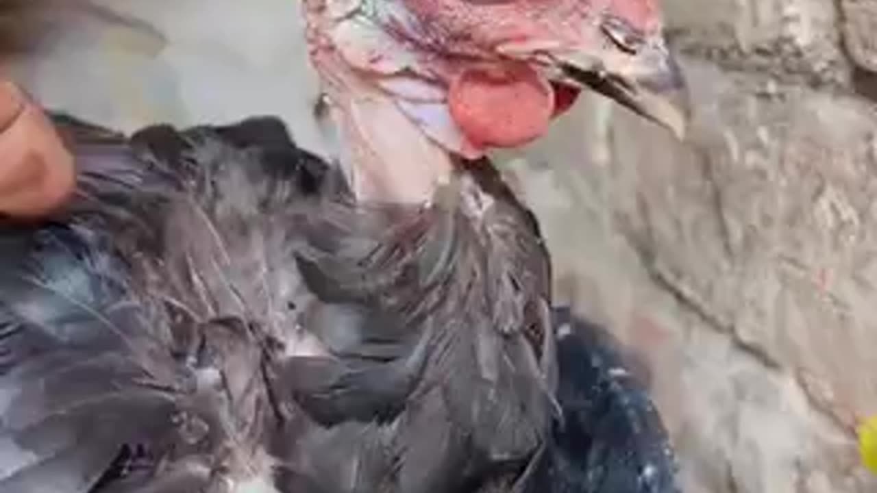 Beautiful chicken 🐓 trending video