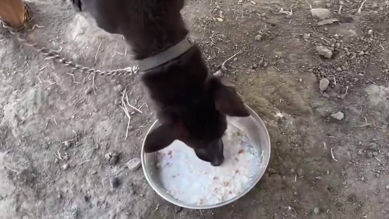 Feeding street dogs 😍❤️