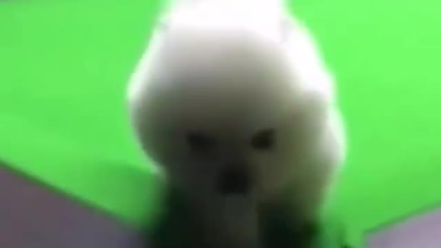 Fanny doge video🧐🧐