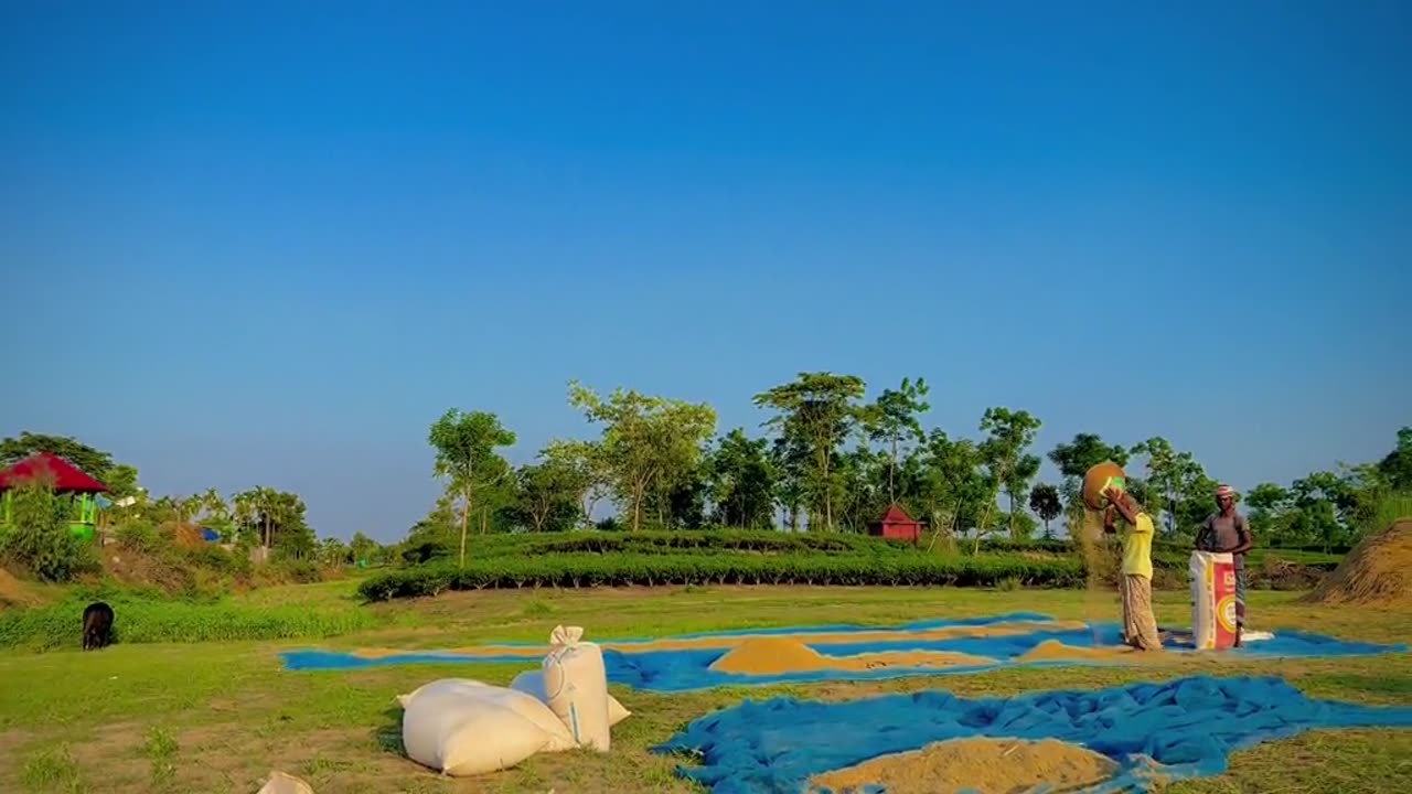 Beautiful nature view in village of Bangladesh