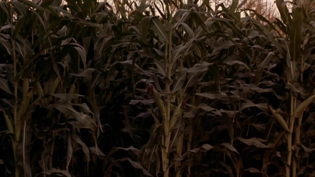 Brimstone Cut - Field of Dreams