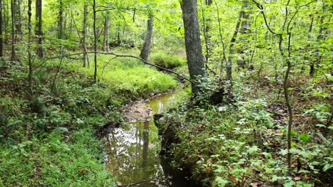 Natural Stream in the Woods