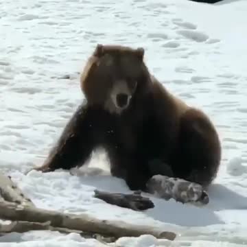 bear playing