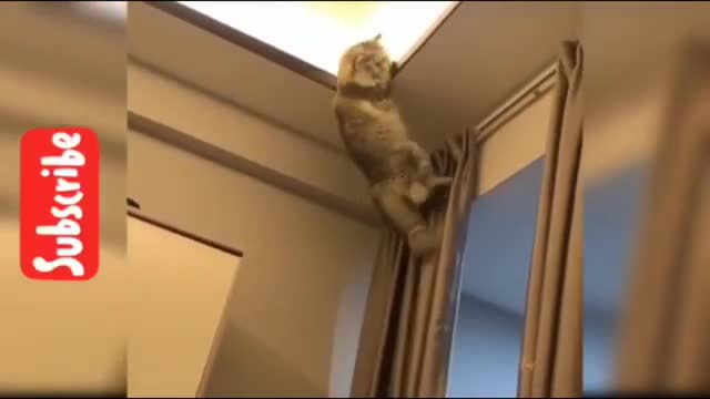 Funny cat video