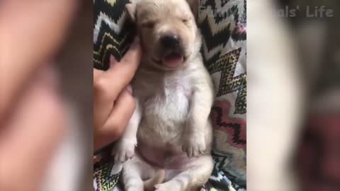 117 🤣 Funniest 😻 Cats and 🐶 Dogs Awesome Funny Pet Videos 😇