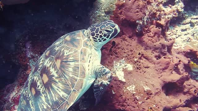 the beautiful and cute turtle