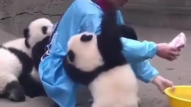 Panda keeper grooming little panda