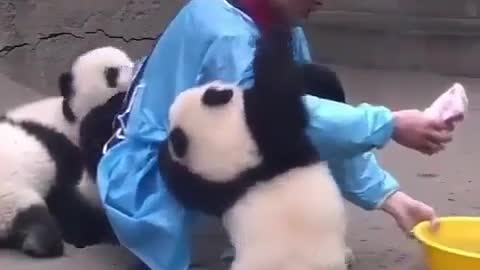 Panda keeper grooming little panda