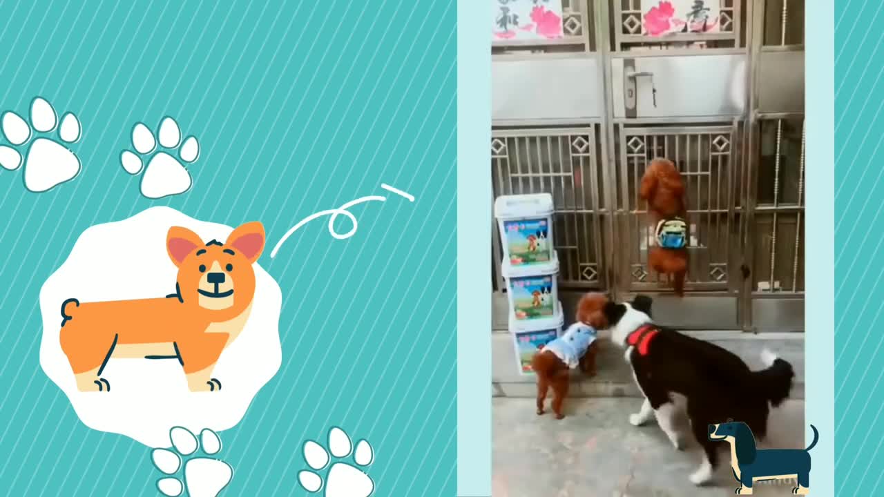 Funny video of cute dog