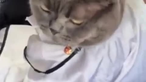 Cat fanny video