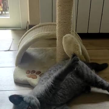 Cat is Just Playing 😹🤣😻🐈