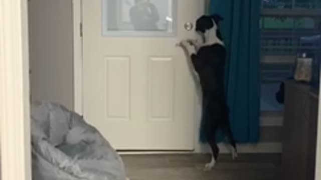 Boxer can open the doors