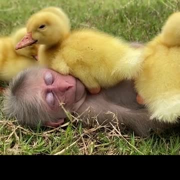 What kind of love and affairs of animal