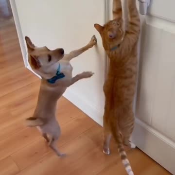 Baby Cats - Cute Cats Funny Videos Compilations #shorts