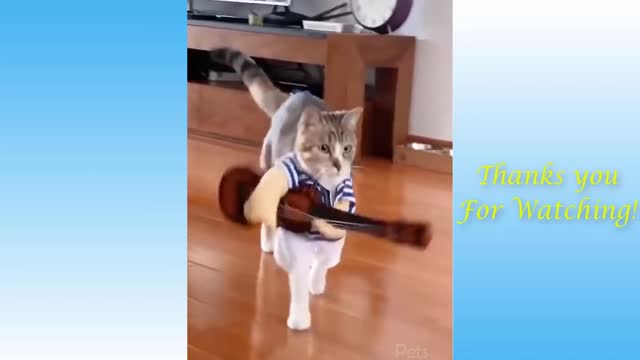 Top Funny Cat Videos of The Weekly - TRY NOT TO LAUGH #1