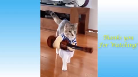 Top Funny Cat Videos of The Weekly - TRY NOT TO LAUGH #1