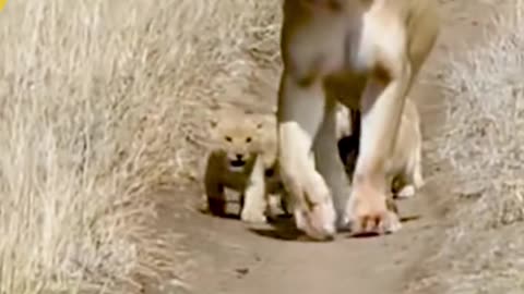 Beautiful Lion and Lioness Cubs