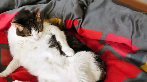 Clean cat