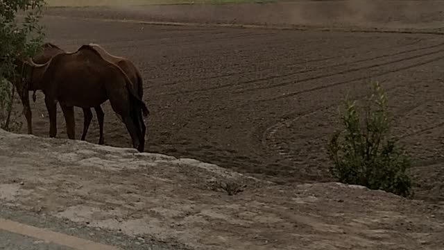 Camel on road do you know what camel eat