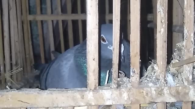 pigeon home