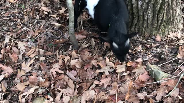 Running Goat