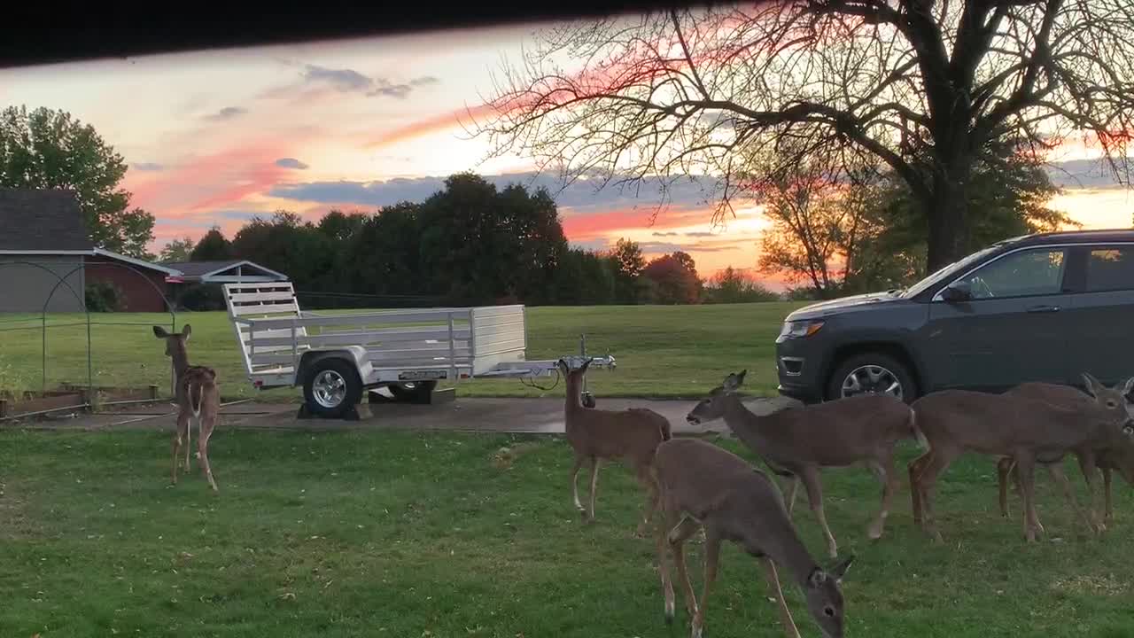 Bob & I Watching the deers from window