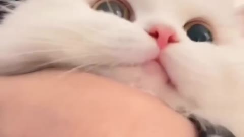 Pick me 🥰🥰🥰 Love cats? Like & Share