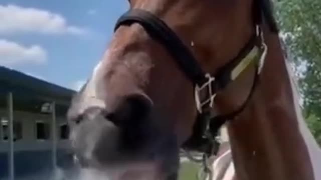 Funny Horse Drinking Water