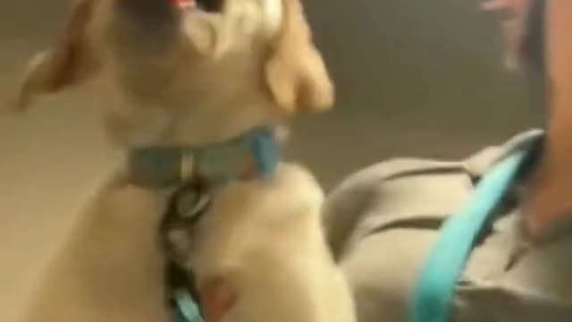 Do you understand what this puppy is saying?