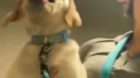 Do you understand what this puppy is saying?