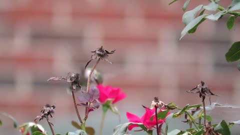 Hummingbird & Rose