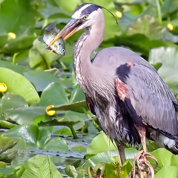 blue heron feeding