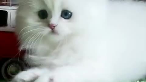 Cute Cat