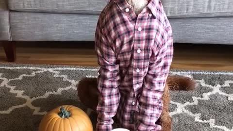 Doggie is ready for fall