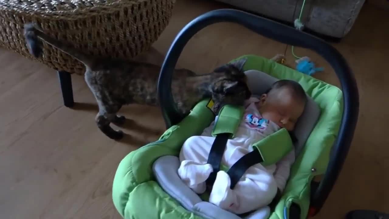 Cat Meeting Babies for the First Time