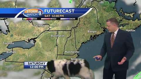 Dog interrupts live forecast