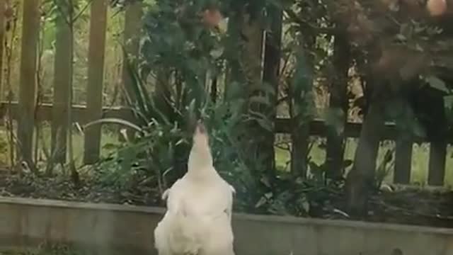 Funny chicken jumping