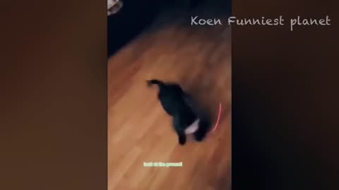 Best Funniest Animals Videos 2024 😅 - Funny Dogs And Cats Videos 138