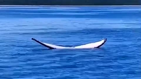 There are whales under the boat