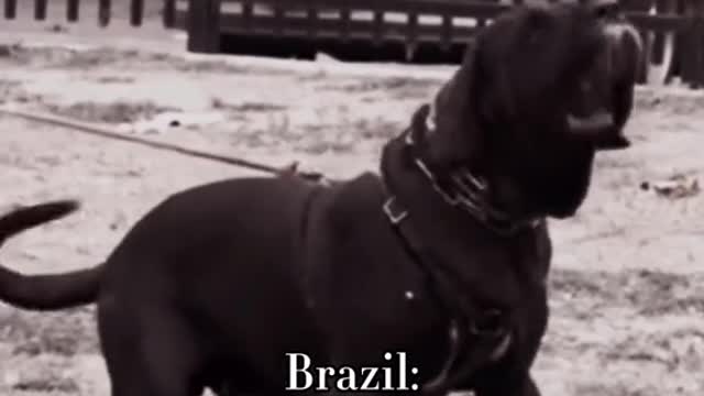 Most Powerful Dog Breeds From Around the World- Best Dog Breeds Video in 2021 Part 2