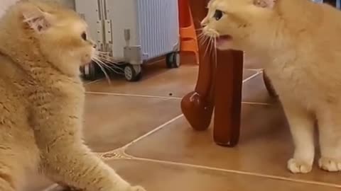 Are they arguing| cute funny cats video|