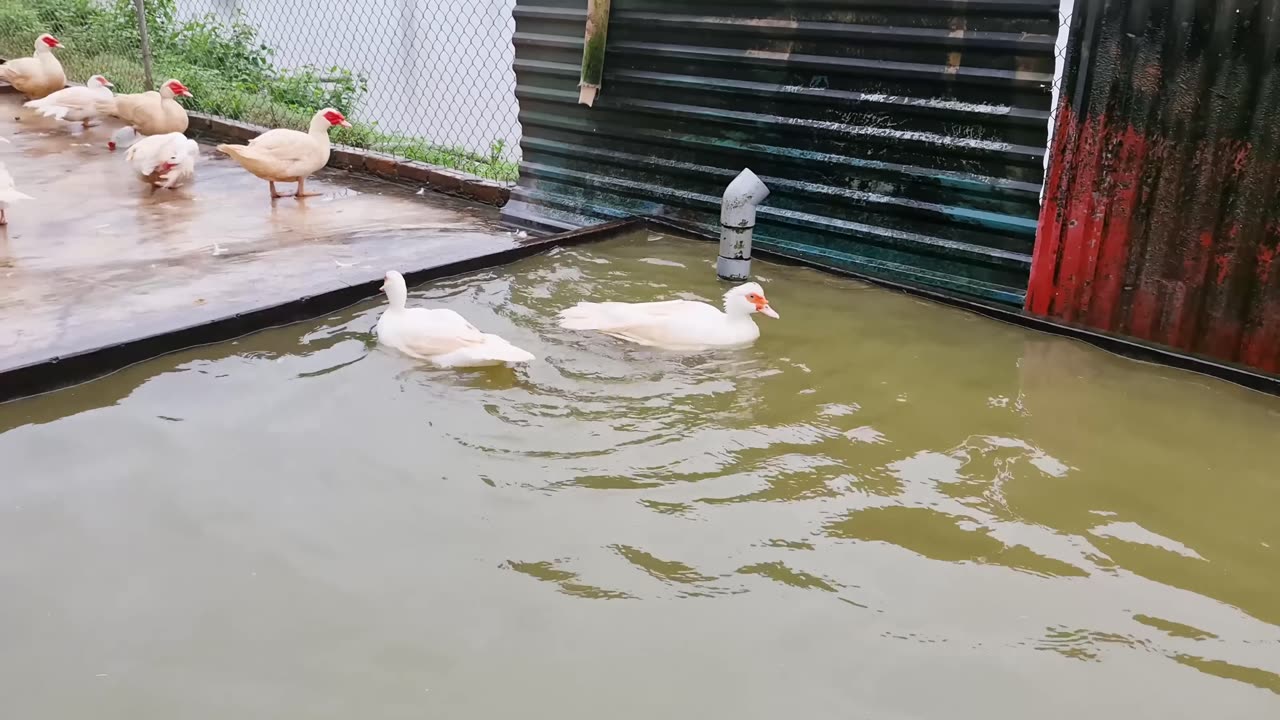 Harvesting Muscovy Duck Eggs - Daily Working on the Farm Harvest Muscovy Duck Eggs for Hatching