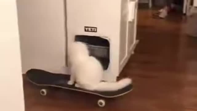 Skateboarding Cat