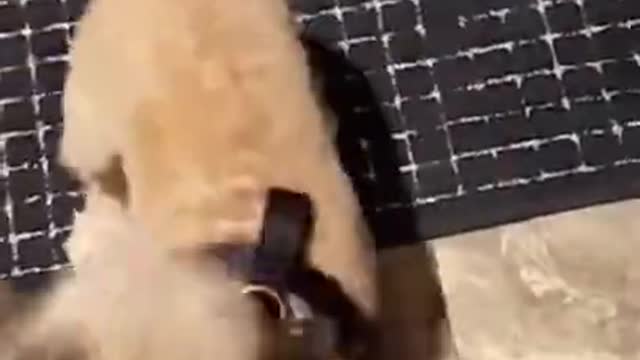 Dog Doesn't Want Nails Clipped