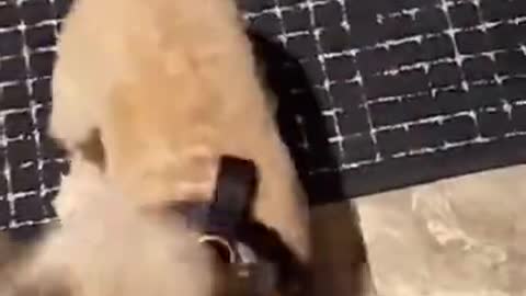 Dog Doesn't Want Nails Clipped