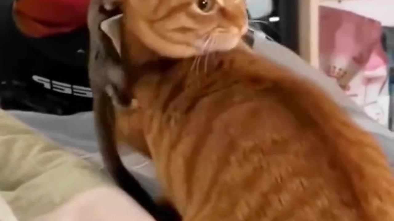 CAT FUNNY MOMENT