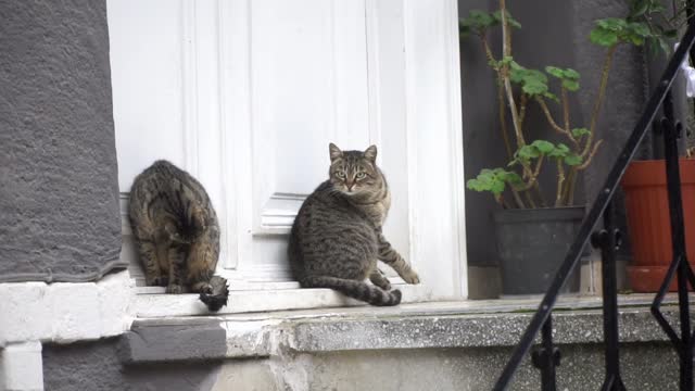 Two Tabby Cats Are Sitting