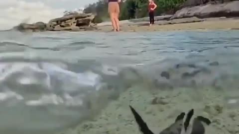 This is a beautiful and charming water-dwelling species