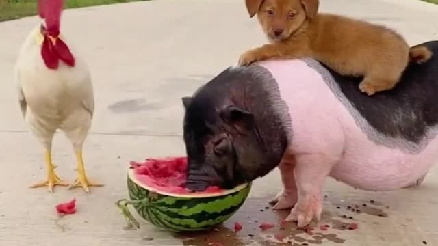 ππ»πThe Truth About funny pet animals journey life Will Shock Youπ§π